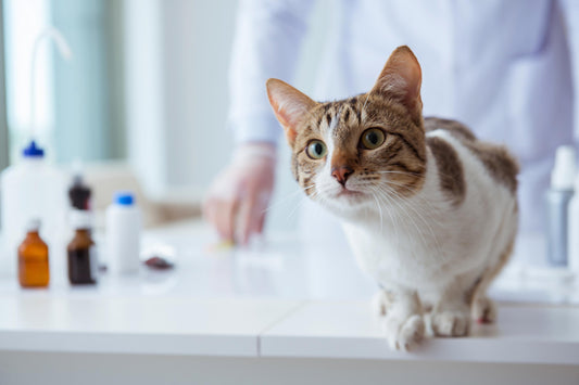 Why regular pet screenings just got more affordable